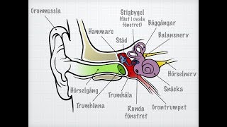 Hörsel och balans [upl. by Frye]