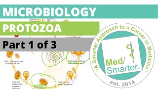 Protozoa  Microbiology  USMLE STEP 1  Part 1 of 3 [upl. by Eisseb]