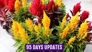 Know How to Grow n Care for Celosia Plants  Complete GUIDE [upl. by Madlen706]