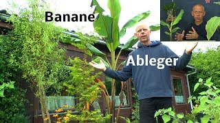 Banane durch Ableger vermehren [upl. by Goulder]