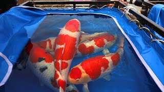 Best Koi Fish Videos  2020 Japan Compilation [upl. by Nonnac571]