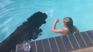 Newfoundland dog displays water rescue instincts [upl. by Jeunesse]