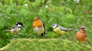 Video Per Gatti  Cinguettio Degli Uccelli [upl. by Annabella7]