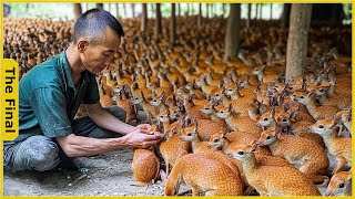 Mouse Deer Asia How Vietnamese Farmers Raise Thousands of Mouse Deer  Farming Documentary [upl. by Furr]