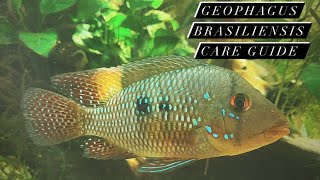 South American Cichlid Care Guide  Geophagus Brasiliensis Pearl Cichlid Earth Eaters [upl. by Nitsuj]