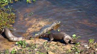 Otters vs Caiman [upl. by Shiller308]