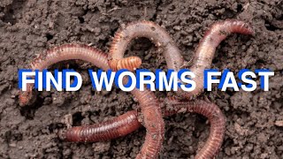 How To Find Worms For FishingQuick And Easy [upl. by Bega]