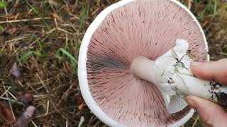 Identifying edible mushrooms  Agaricus arvensis Horse mushroom [upl. by Freed]