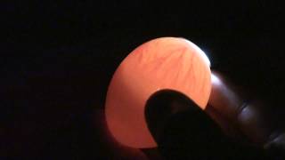 Candling Chick Eggs  Day 7 [upl. by O'Conner]