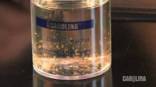 How to Care for Daphnia [upl. by Eseenaj133]