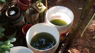 How to grow Green Water Algae [upl. by Neelon]