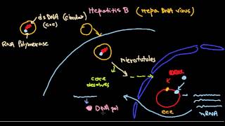 HBsAg Blood Test in Hindi [upl. by Lahey280]