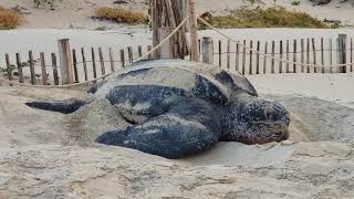 Dermochelys coriacea [upl. by Woolcott]