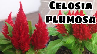 Cuidados de Celosia plumosa  Morfología de Celosia plumosa [upl. by Ibby]