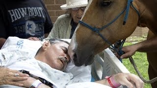 Horse Visits Dying Vietnam Veteran Owner For Heartfelt Goodbye [upl. by Tanhya]