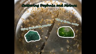 How To Culture Daphnia and Moinas using Green Water Spirulina powder [upl. by Bonnell]