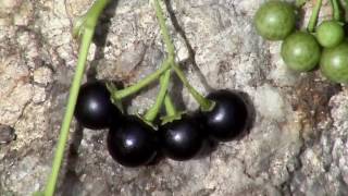 Edible Plants Black nightshade [upl. by Flowers]