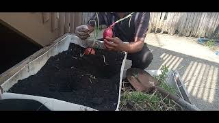 planting red onion and water melon [upl. by Mihalco726]