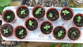 Growing Paulownia From Seed [upl. by Rockafellow]