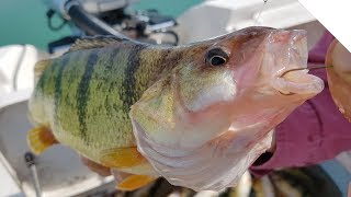 Jigging for Jumbo Lake Erie Perch [upl. by Lirrehs854]