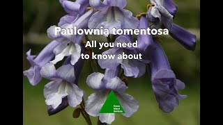 Paulownia tomentosa  All you need to know about [upl. by Freeborn]