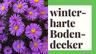 12 winterharte und blühende Bodendecker [upl. by Kila]