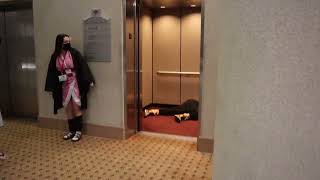 NEZUKO CHAN 20 Mugen Elevator [upl. by Ahsinwad]