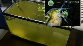 Raising Daphnia for the Freshwater Aquarium [upl. by Pineda]