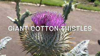 Scottish Thistle  The National Emblem of Scotland [upl. by Aihsenrad]