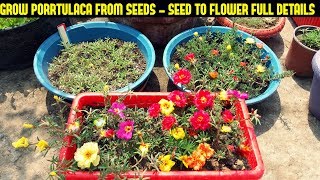 How To Grow Portulaca Or Moss Rose From SeedsFull Information From Seed To Flower [upl. by Kee]