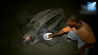 Species in the Spotlight Pacific Leatherback Turtle Recovery [upl. by Aronid614]