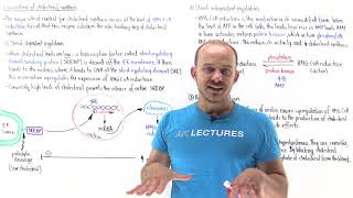 Regulation of cholesterol synthesis [upl. by Yllas]