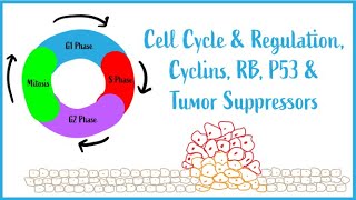 Cell Cycle amp Regulation Mitosis Cyclins RB P53 amp Tumor Suppressors USMLE Esssentials [upl. by Gilbye]