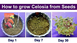 How to grow Celosia from seeds [upl. by Ezeerb]