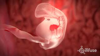 Fetal Development 3D Animation  Infuse Medical [upl. by Leahci]