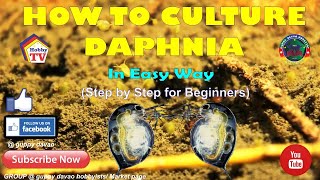 HOW TO CULTURE DAPHNIA In Easy Way [upl. by Bust]