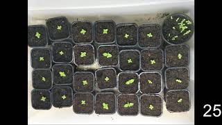 How to germinate Paulownia tree from seeds [upl. by Labanna161]