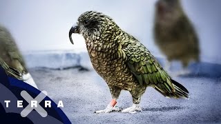 Keas  Die schlausten Vögel der Welt [upl. by Tesil]