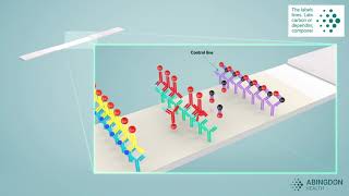 See how a lateral flow immunoassay works [upl. by Lia]